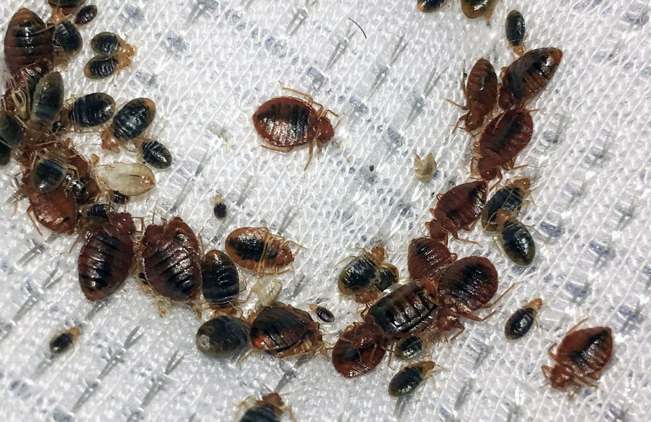Things To Do Immediately About Bed Bugs